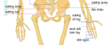 HUMAN JOINTS BONE STRUCTURE AND COMMON DISEASE